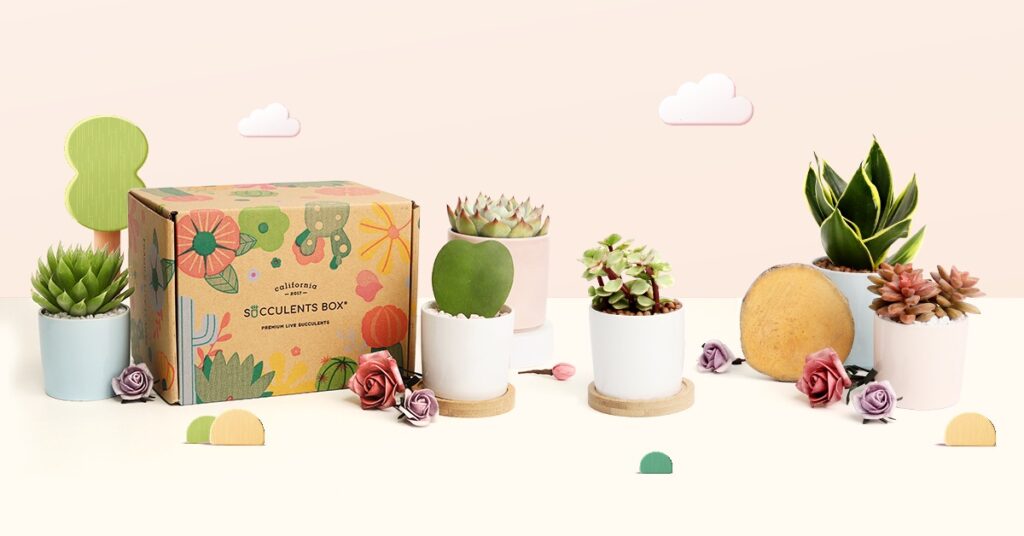 Succulents subscription box with examples of succulents 